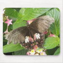 Search for swallowtail butterfly mousepads Flowers