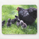 Search for chicken mousepads Farm animals
