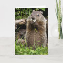 Search for hogs cards Ground hog