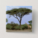 Search for botswana badges Wildlife