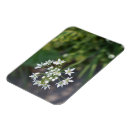 Search for white blossoms magnets Nature photography
