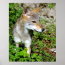 Search for coyotes posters Nature