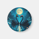 Search for black swan Beautiful