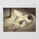 Search for davis postcards Dog