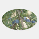 Search for conifer stickers Blue