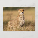 Search for acinonyx jubatus postcards Colour image