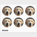 Search for realistic stickers Cute