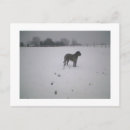 Search for wolfhound postcards Irish
