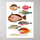Search for poisson posters Fish