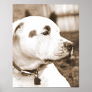 Search for pitbuls posters For pets