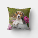 Search for beagle cushions Funny