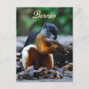 Search for tri colour postcards Photography