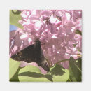 Search for lilacs magnets Photography