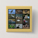 Search for birdwatcher badges Birds