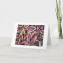 Search for coleus postcards Nature