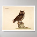 Search for owl posters Vintage