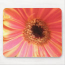 Search for gerberas mousepads Daisies