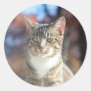 Search for fall cat stickers Feline