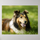 Search for sheepdogs posters Animal