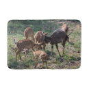 Search for antelopes photography African wildlife