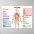 Search for fibrosis posters Disease