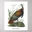 Search for john wilde posters Wild turkey