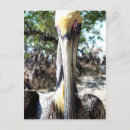 Search for sanctuary postcards Bird