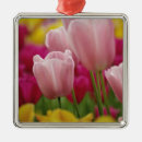 Search for tulip christmas tree decorations Pink