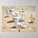 Search for seagull posters Beach
