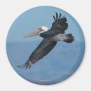 Search for brown beak Feather