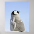 Search for emperor penguin posters Outdoors