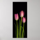 Search for black tulip posters Green