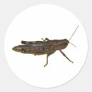 Search for grasshoppers stickers Bug