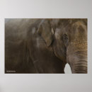 Search for elephant kid photography Wildlife