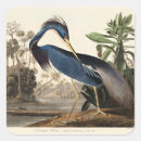 Search for john audubon stickers Birds of america