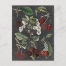 Search for botanical study postcards Fruits