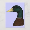 Search for mallards postcards Avian