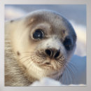 Search for harp seal posters Wildlife