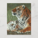 Search for baby tiger cub postcards Feline