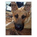 Search for alsatian cards Dog