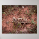 Search for will be toad photography Animal