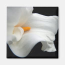 Search for calla magnets Black