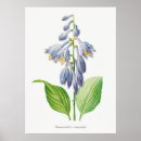 Search for lilly flower art Blue