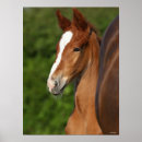 Search for warmblood posters Bob langrish