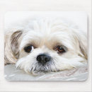 Search for lone mousepads Animal