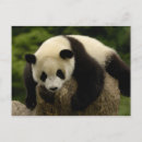 Search for giant sympathy cards Pete oxford
