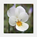 Search for violas magnets Violet