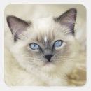 Search for ragdoll stickers Pet