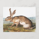 Search for hare paintings postcards Wildlife