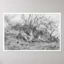 Search for lioness posters Africa